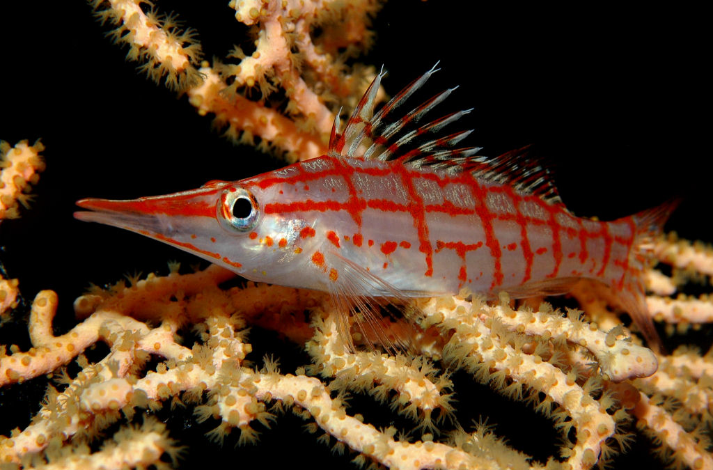 Long nose hawkfish